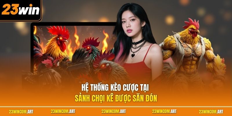 Hệ thống kèo cược tại sảnh chọi kê được săn đón
